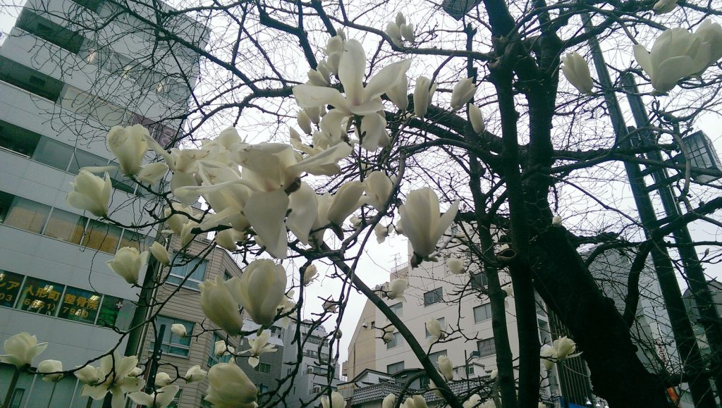 Flowering Trees Near Ningyocho Station